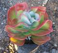 paddle plant